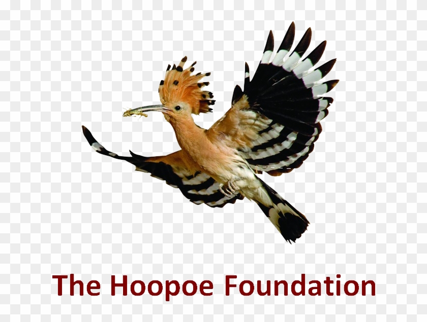Supported By - Hoopoe Bird #883010