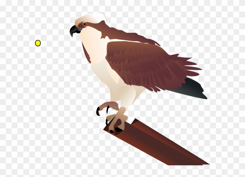 Bird Clipart - Osprey Clipart #883015