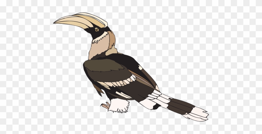 Hornbill Clipart #883048