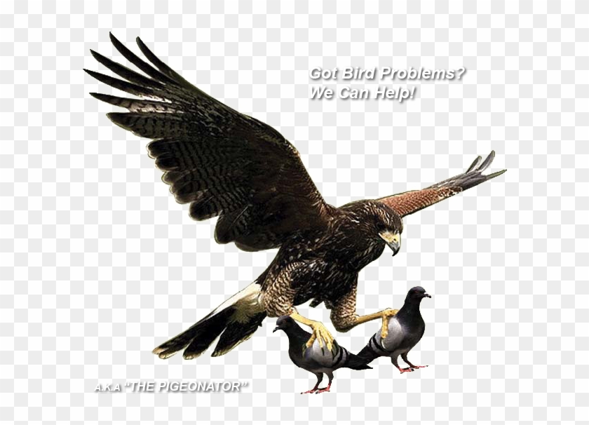 Pigeon/bird Control, Abatement, Clean-up, Removal And - Pigeon Cleaning #883108