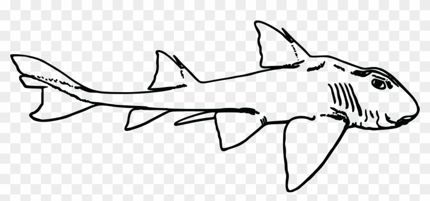 Free Clipart Of A Shark - Port Jackson Shark Heads #883380