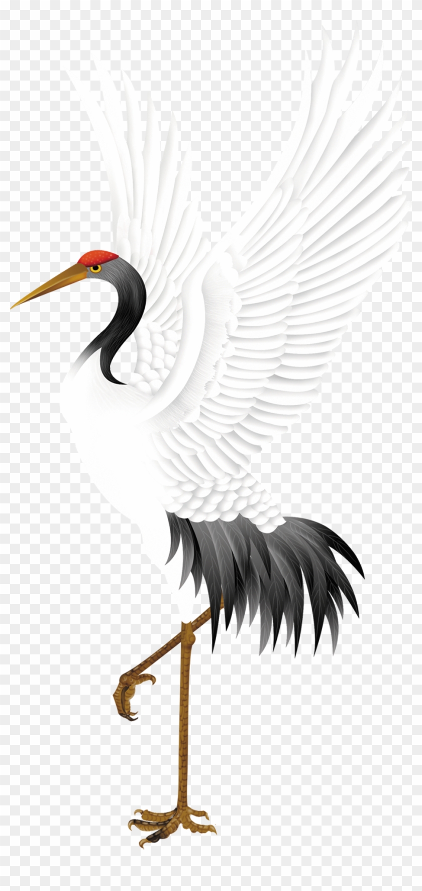 Red-crowned Crane Bird Stork - 白鹤 - Free Transparent PNG Clipart Images  Download