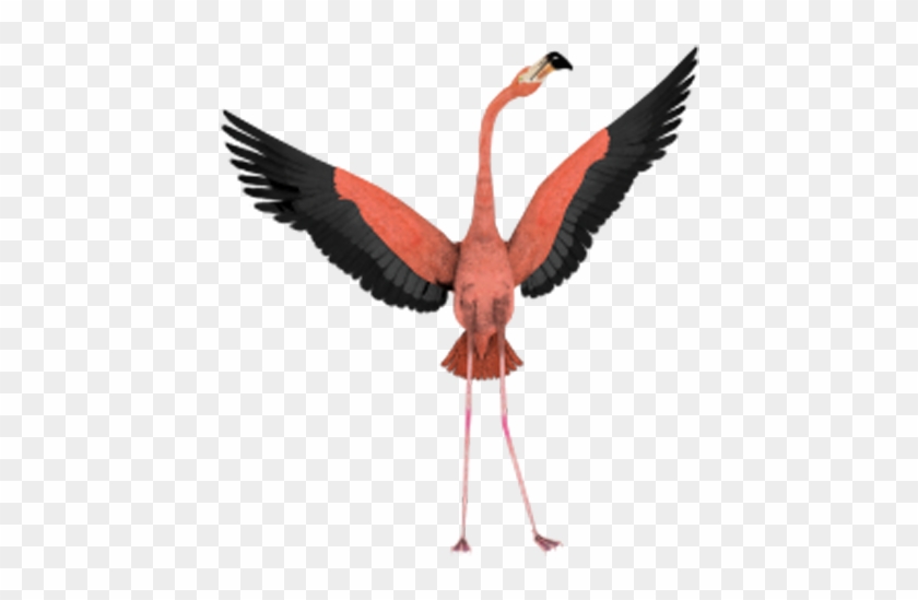 Bird Flight Flamingo Wing Clip Art - Flamingo Transparent Background #883412