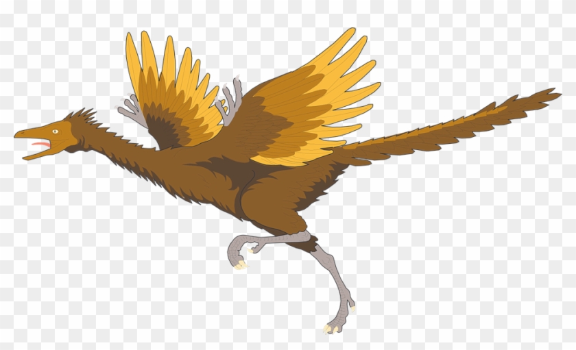 Bird, Running, Wings, Ancient, Archaeopteryx, Feathers - Archaeopteryx Png #883421