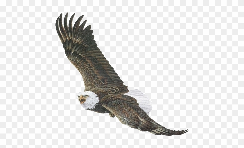 Wings - Eagle Gif No Background - Free Transparent PNG Clipart Images  Download