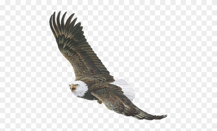 Wings - Eagle Gif No Background #883424