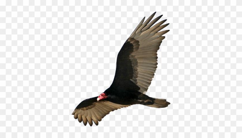 Vulture Open Wings Download In Png Format - Vulture Png #883427