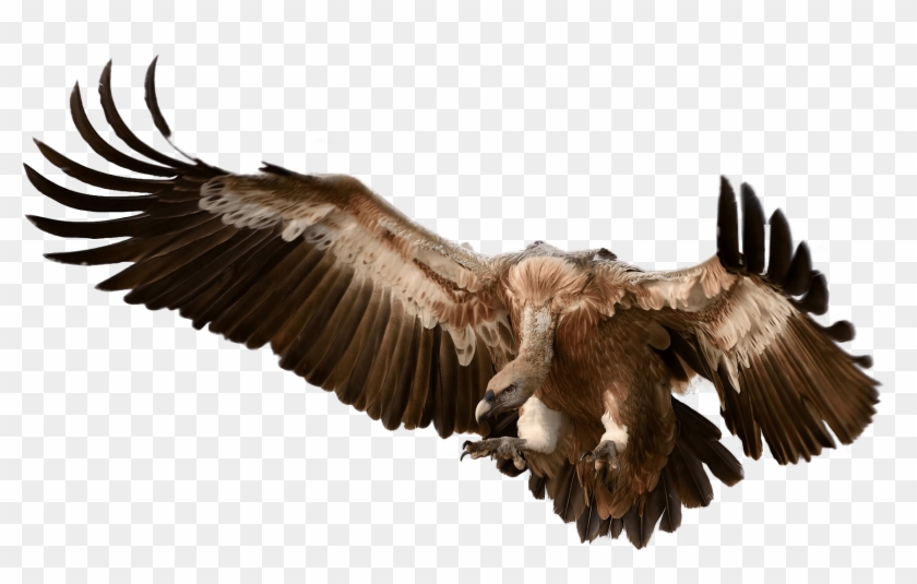 Vulture Clipart Wing - Vulture Transparent Background #883438