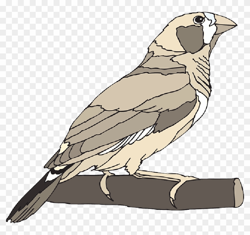 Bird, Branch, Zebra, Wings, Animal, Beak, Finch - Zebra Finch Clip Art #883440