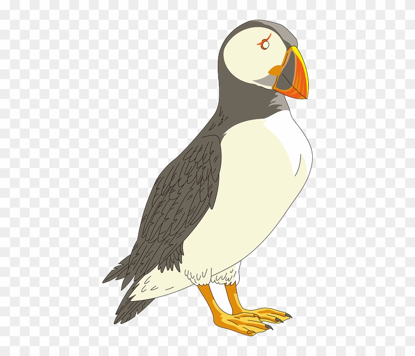 Bird, Wings, Sad, Animal, Beak, Feathers - Puffin Transparent Background #883517