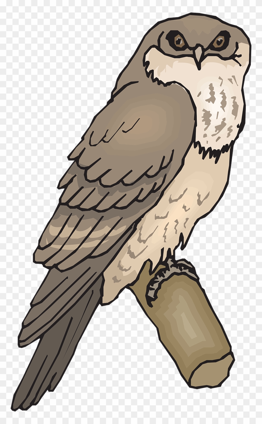 Owl Bird Branch Wings Animal Png Image - Tawny Frogmouth Clipart #883528