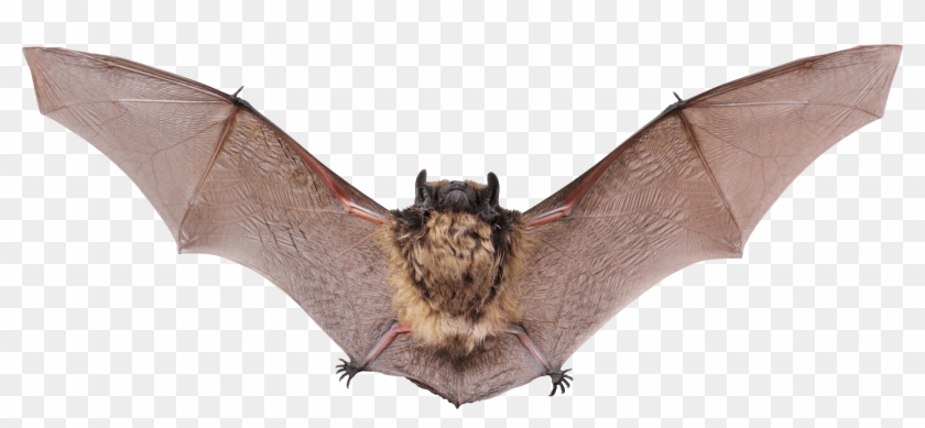 Small Bat Open Wings Png - Bat With Open Wings #883532