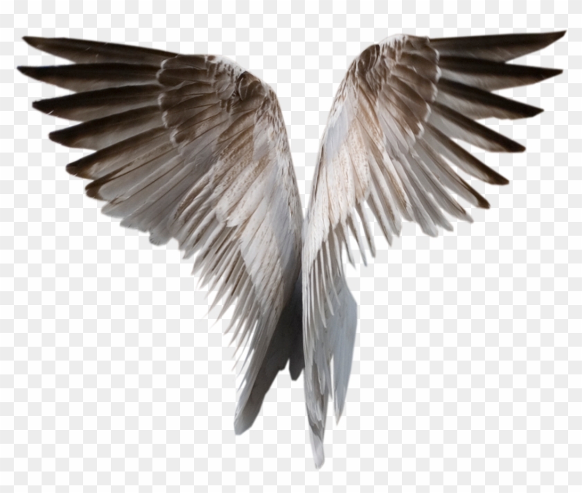 This High Quality Free Png Image Without Any Background - Angel Wings Png Wings #883537