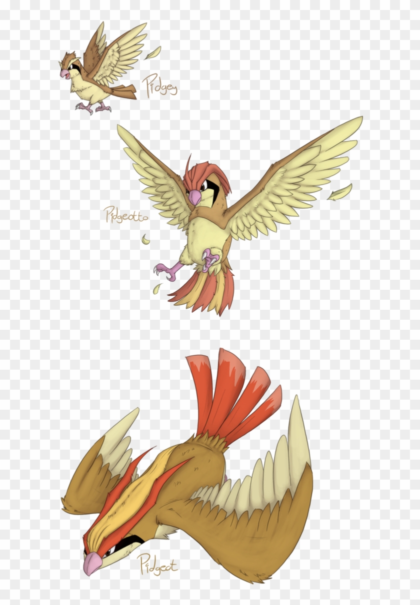 Pidgeot Evolutions - Pokemon Pidgey Udvikling #883599