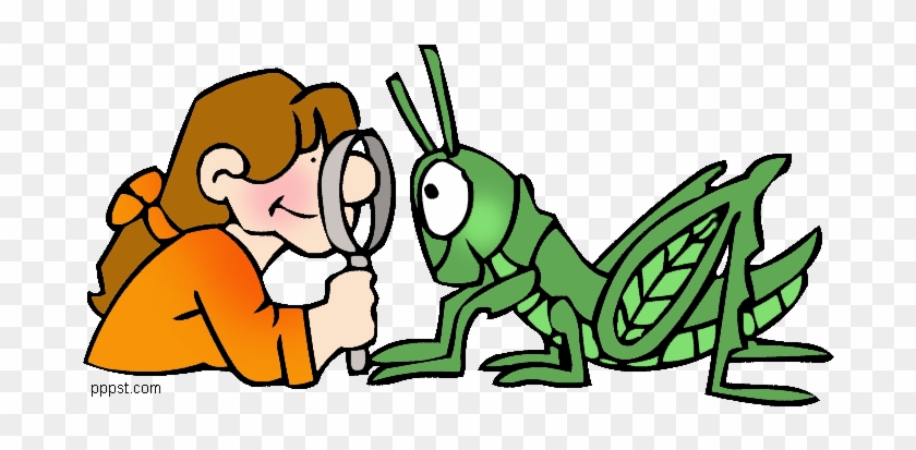 Insect Clipart Amazon - Science Animals Clipart #883779