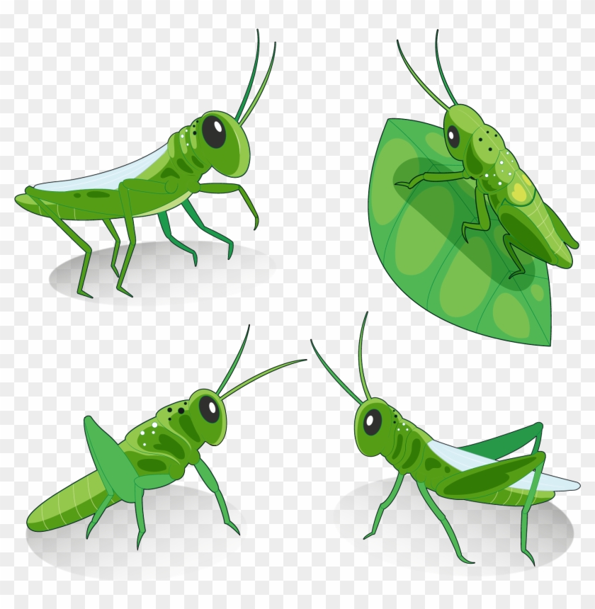 Grasshopper Locust Euclidean Vector Insect - Grasshopper #883796