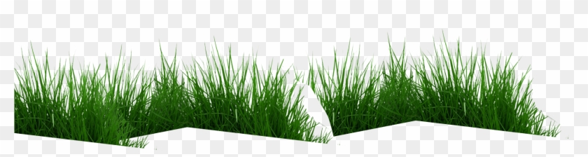 Parallax-grass - Sweet Grass #884628