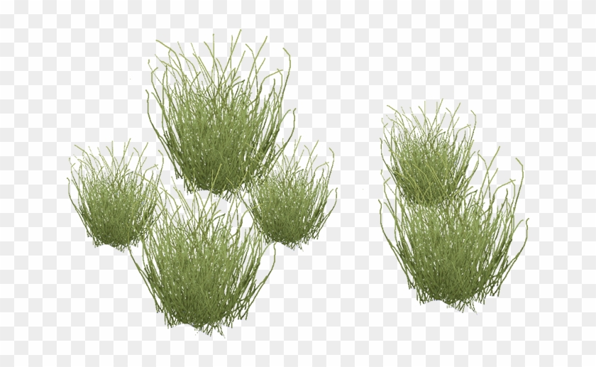 Grassland Animals And Plants Names - Desert Grass Png #884637