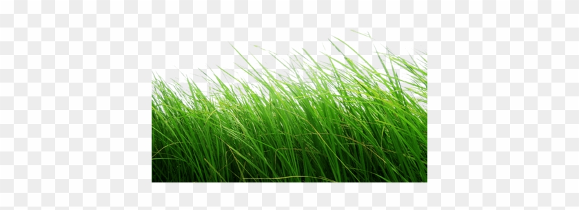 High Grass - Cb Edits Grass Png #884643