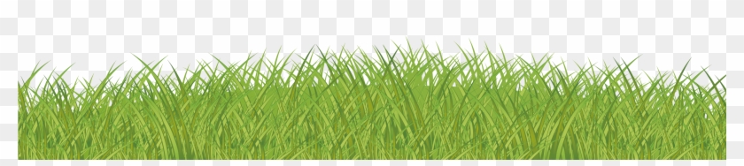 Lawn Green Grasses Family - Herbaceous Plant #884651