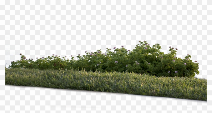 2 Png - Shrub #884656