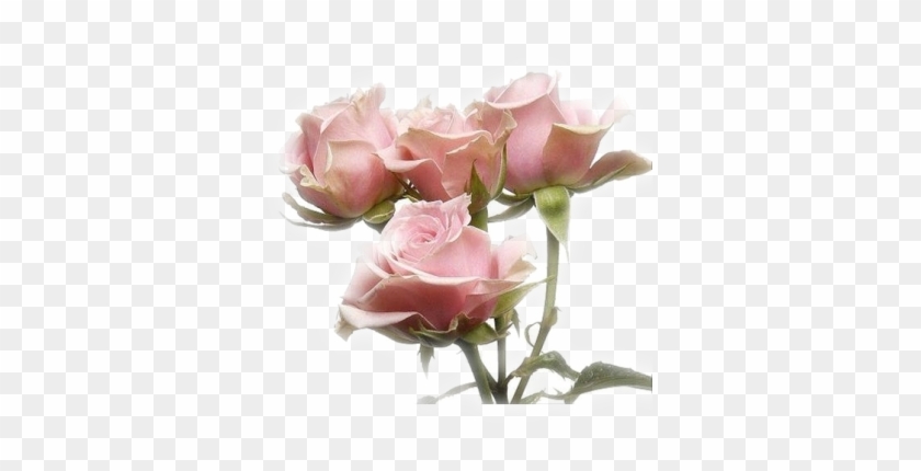Requests - Open - Pink Spray Roses Names #884713