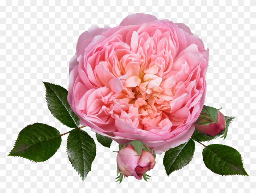 Flower #884723