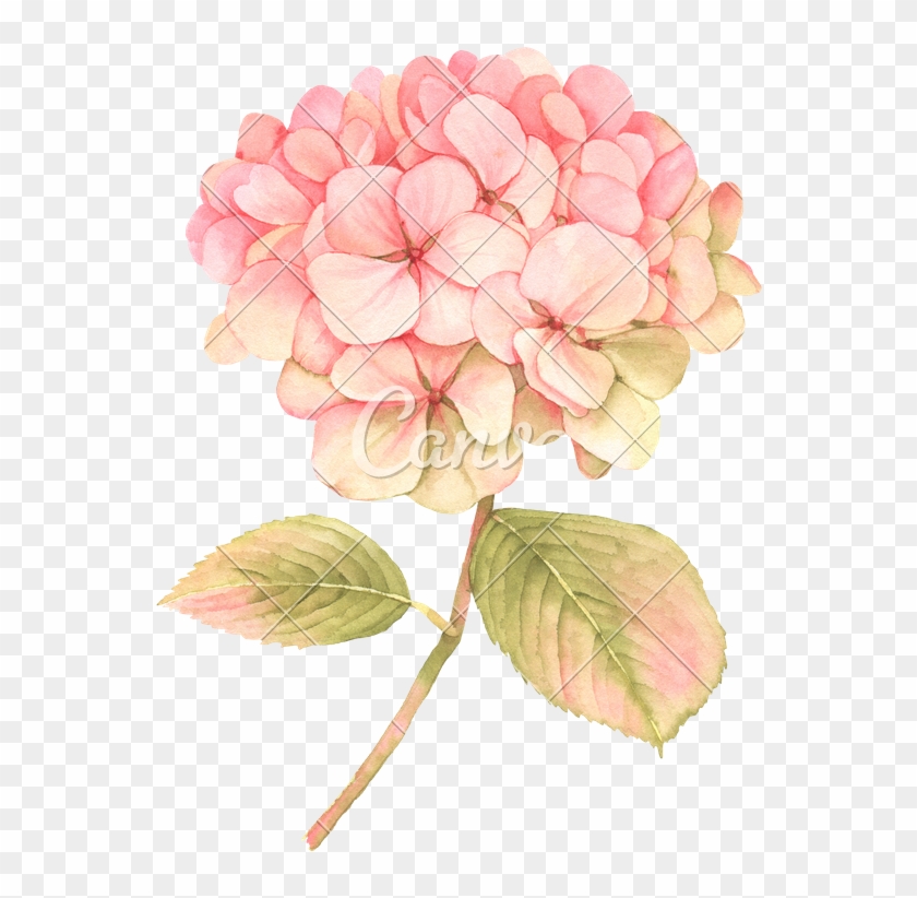 Hydrangea Flower In Bloom - Hydrangea Flower Illustration #884752
