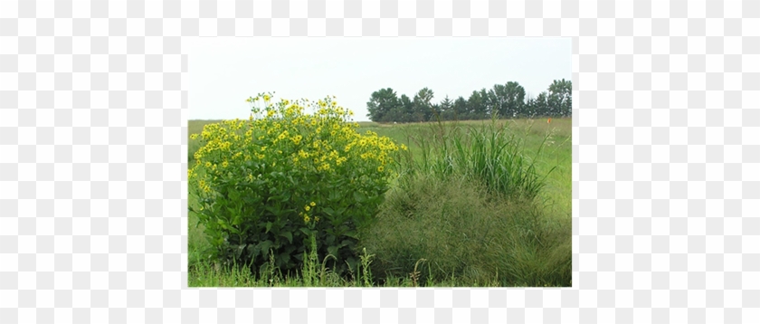 Cup Plant Growing With Prairie Cord Grass (spartina - Sweet Grass #884781