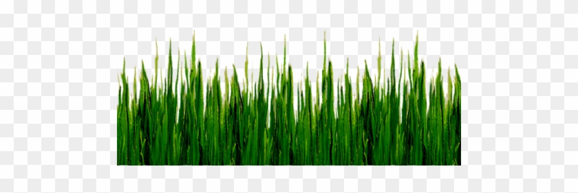 Download The Below Grass Png Image To A Folder Of Your - Grass Isolated #884783