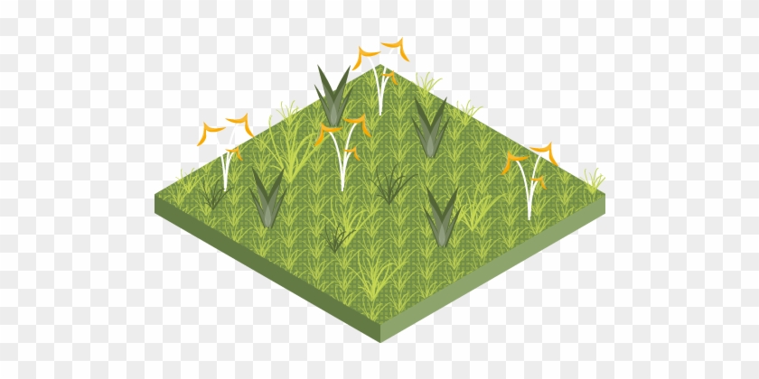 Grassland/herbaceous - Grass #884786