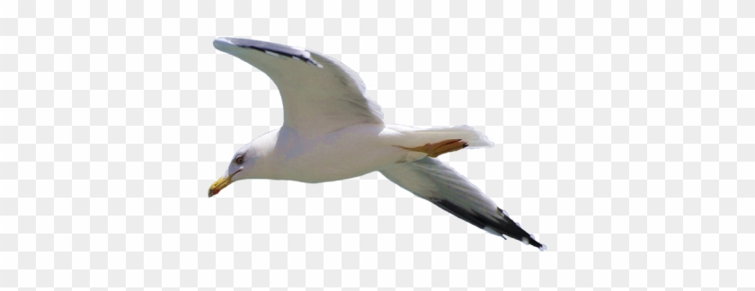 Seagull Clipart Photo Png Images - Portable Network Graphics #884912