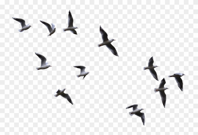 Flying Birds Png #884915