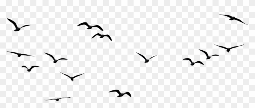 Flock Of Birds Pngs #884919