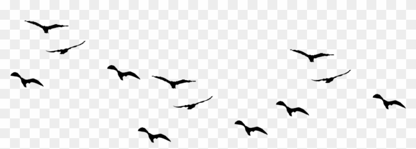 Seagull Clipart Bird Shadow - Birds Png #884922