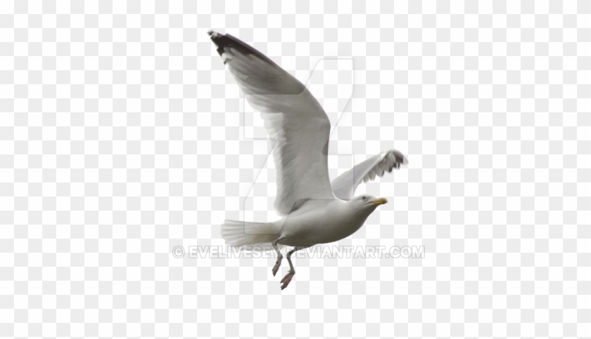 Seagull Png By Evelivesey - Trouble With Flying And Other Stories [book] #884931