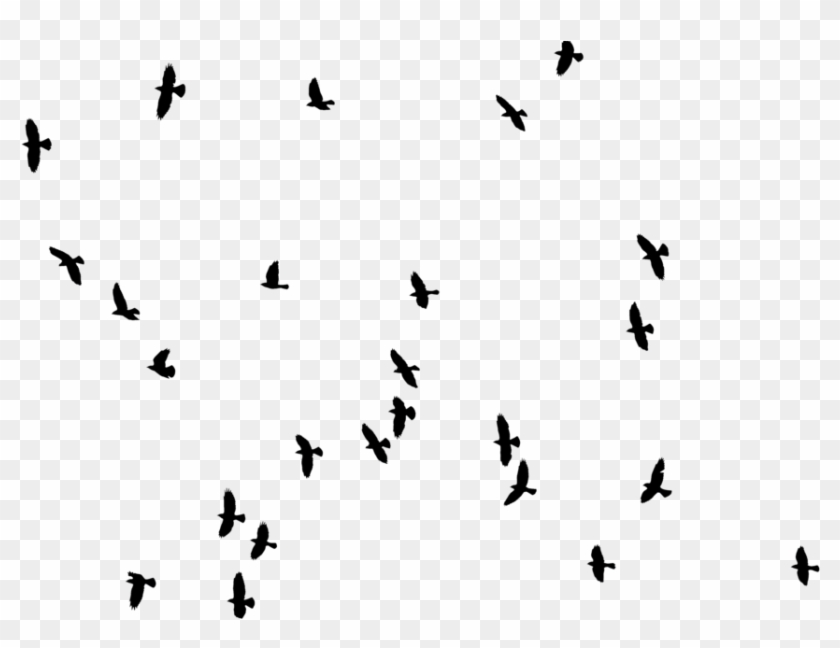 Seagull Clipart Png - Bird Entourage #884933