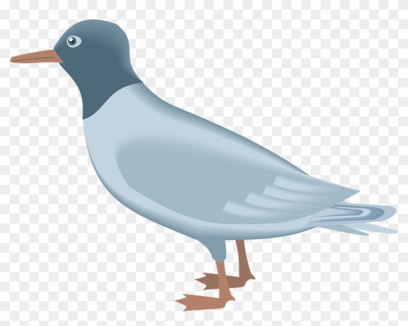 Gull Png - Beak #884936