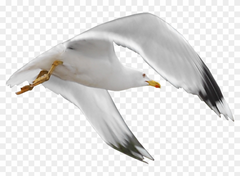 Gull Png - Mouette Png #884944
