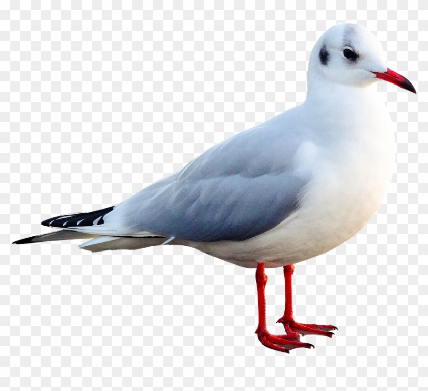 Buy Clip Art - Gif #884947