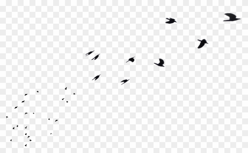 Flock Of Birds Clipart Distant - Bird #884953