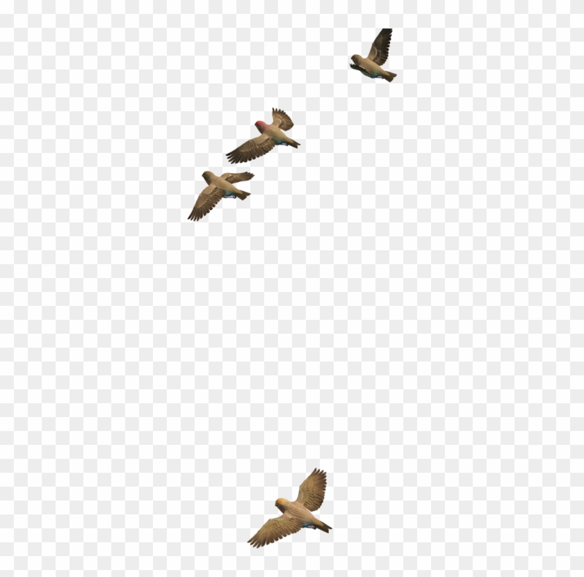 Flying Birds 06 Png Stock By Roy3d - Bird #884998