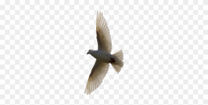 Flying Bird Transparent Background Free Png Images - Bird With No Background #885009