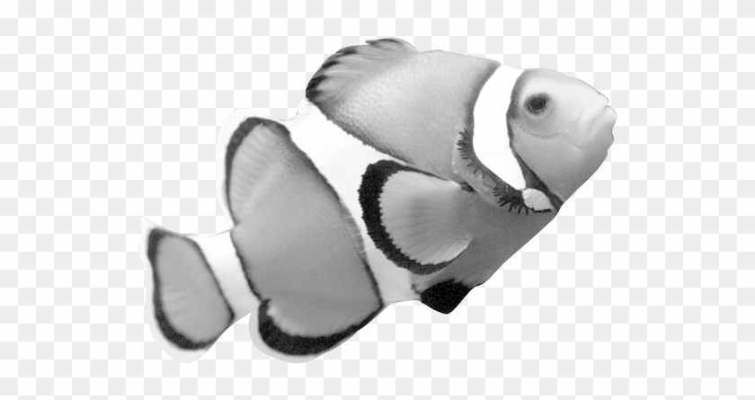 Clownfish Clipart Grade A - Note Cards (pk Of 20) #885606