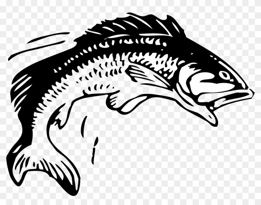 Fish Black And White Drawing At Getdrawings - Group 11 Rugby League #885623