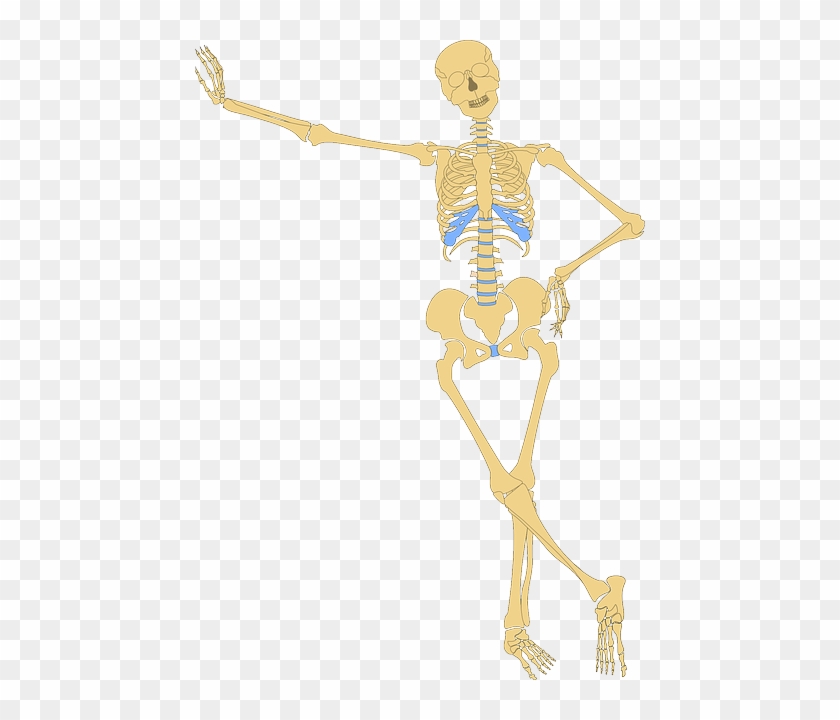 Skeleton, Human, Skull, Bone, Bones, Anatomy, Funny - Anatomy Clipart #885896