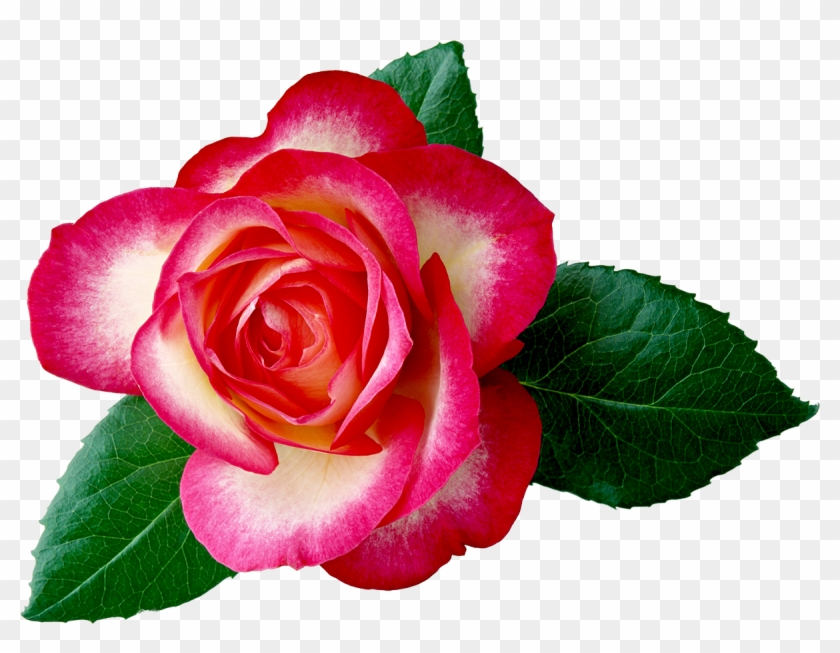Pink Roses Desktop Clipart - Happy Birthday Jijaji Cake #885963