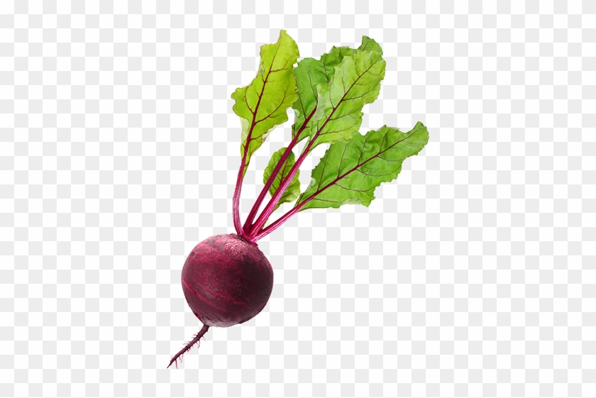 Beet Png Clipart - Beet Png #887389