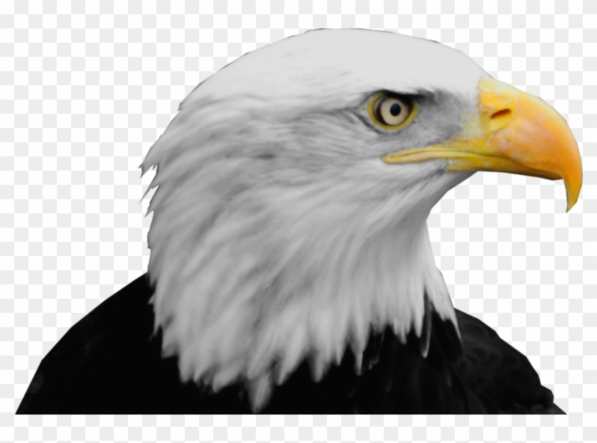 Steller's Sea Eagle Clipart Transparent - Bald Eagle Png #887819