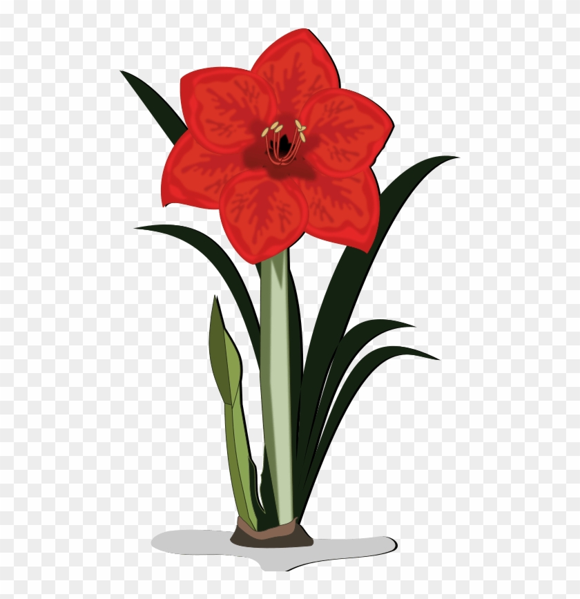 Free To Use & Public Domain Flowers Clip Art - Amaryllis Flower Cartoon #887862